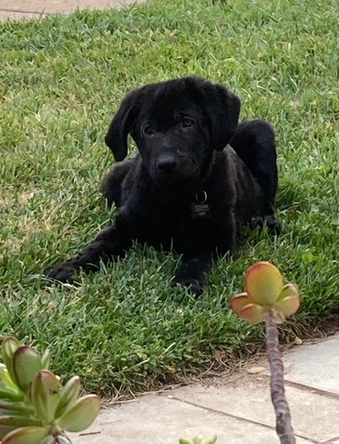 Enlarge Skipper, an adopted mixed breed in Sacramento, CA image 2/5