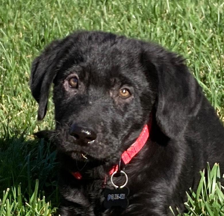 Enlarge Skipper, an adopted mixed breed in Sacramento, CA image 1/5