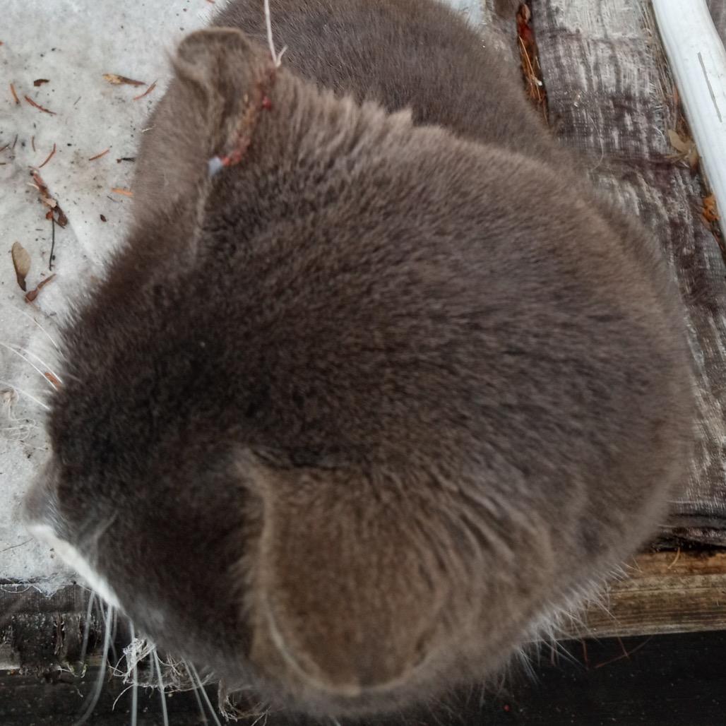 Johnny — thumbnail 2