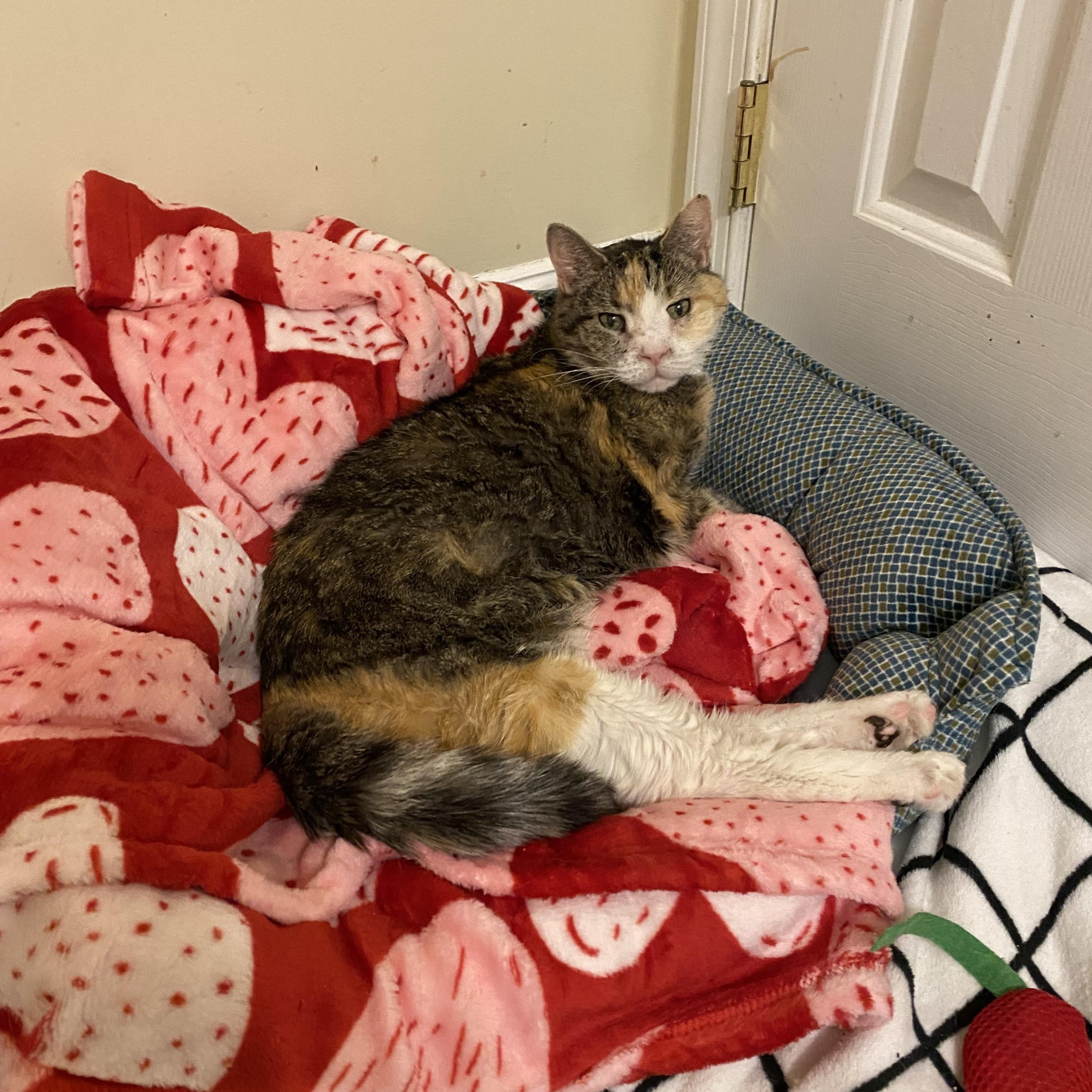 Alaska, a ADOPTABLE Domestic Short Hair in Philadelphia, PA image 6/6