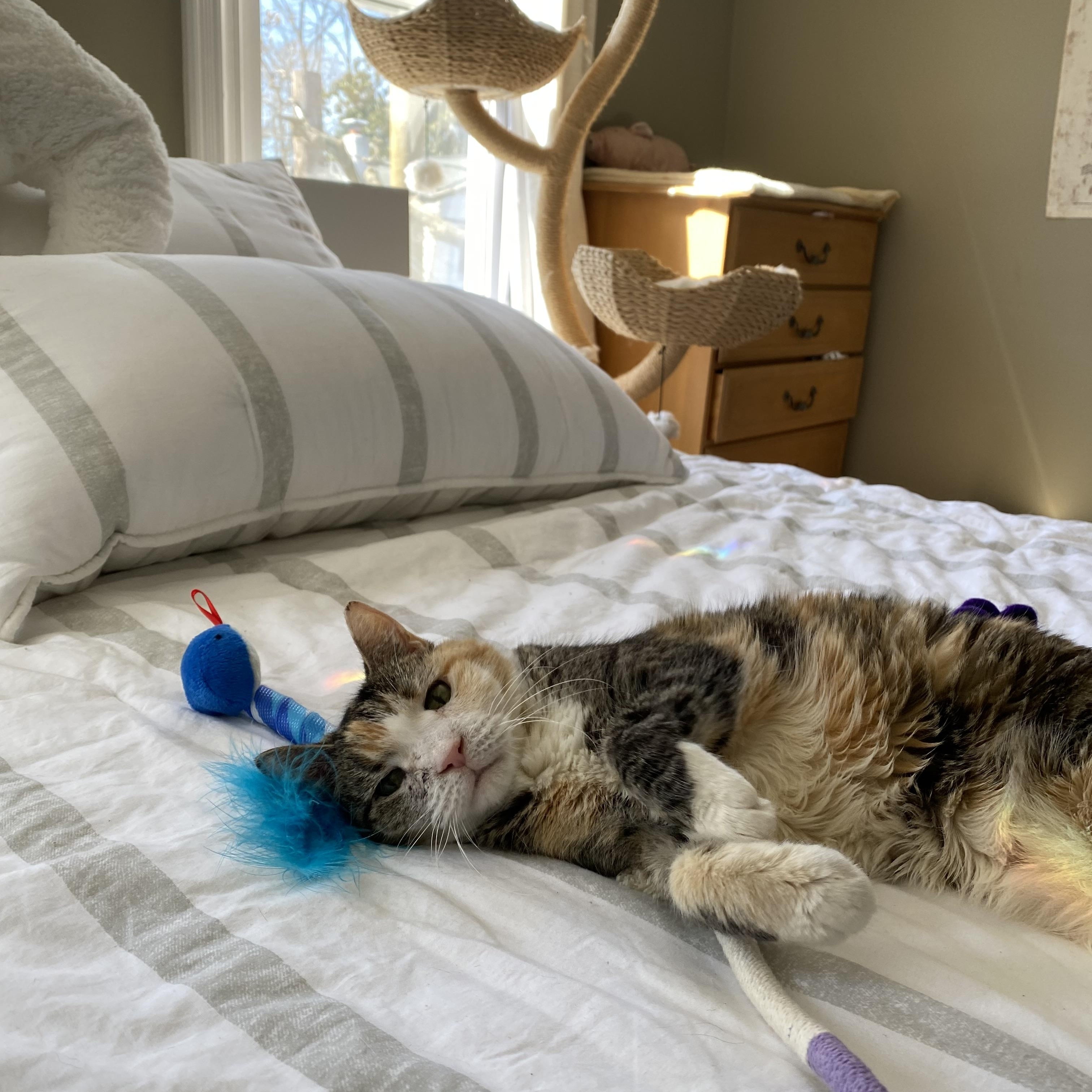 Alaska, a ADOPTABLE Domestic Short Hair in Philadelphia, PA image 4/6