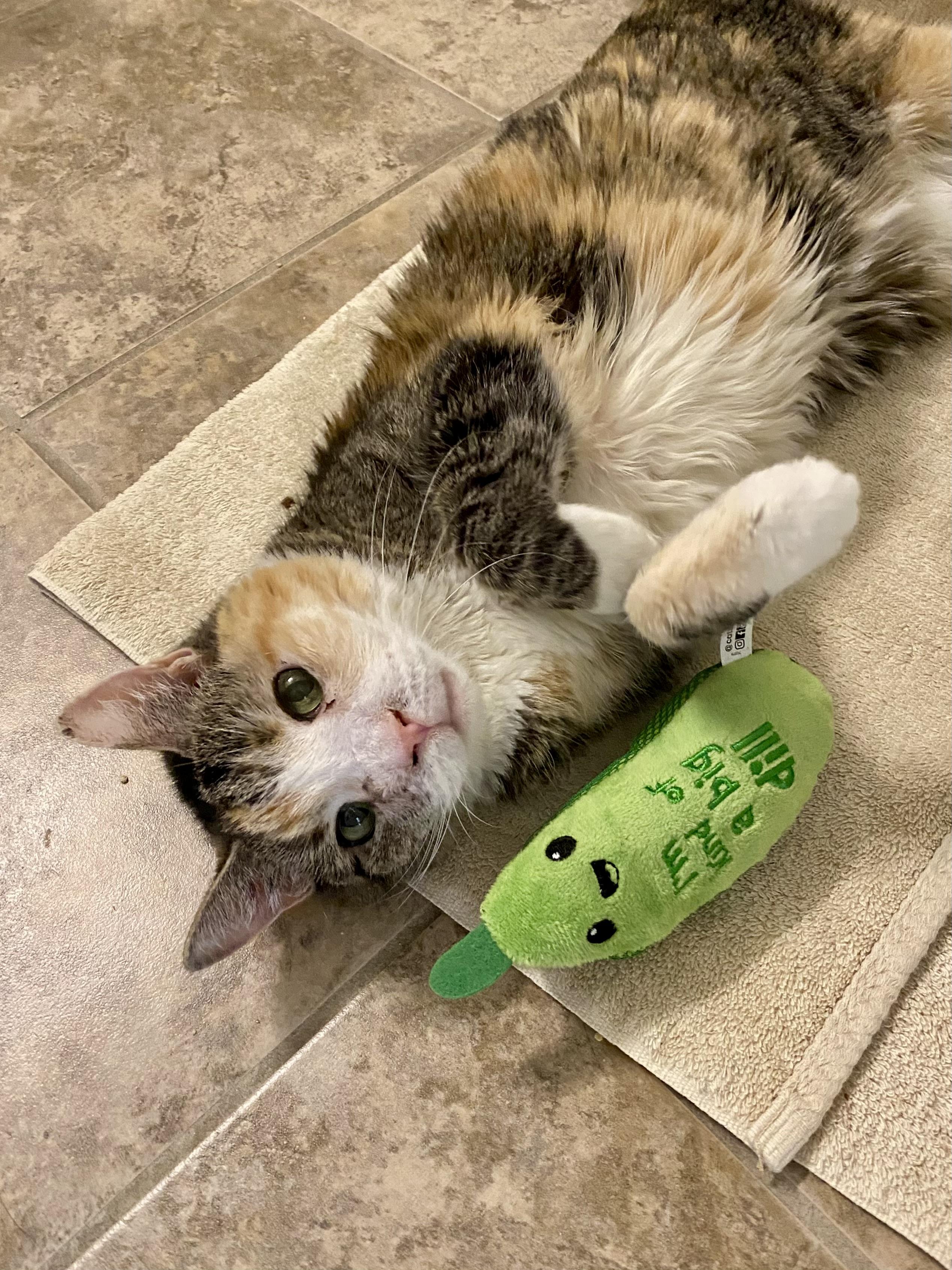 Alaska, ADOPTABLE, Senior Female Domestic Short Hair.