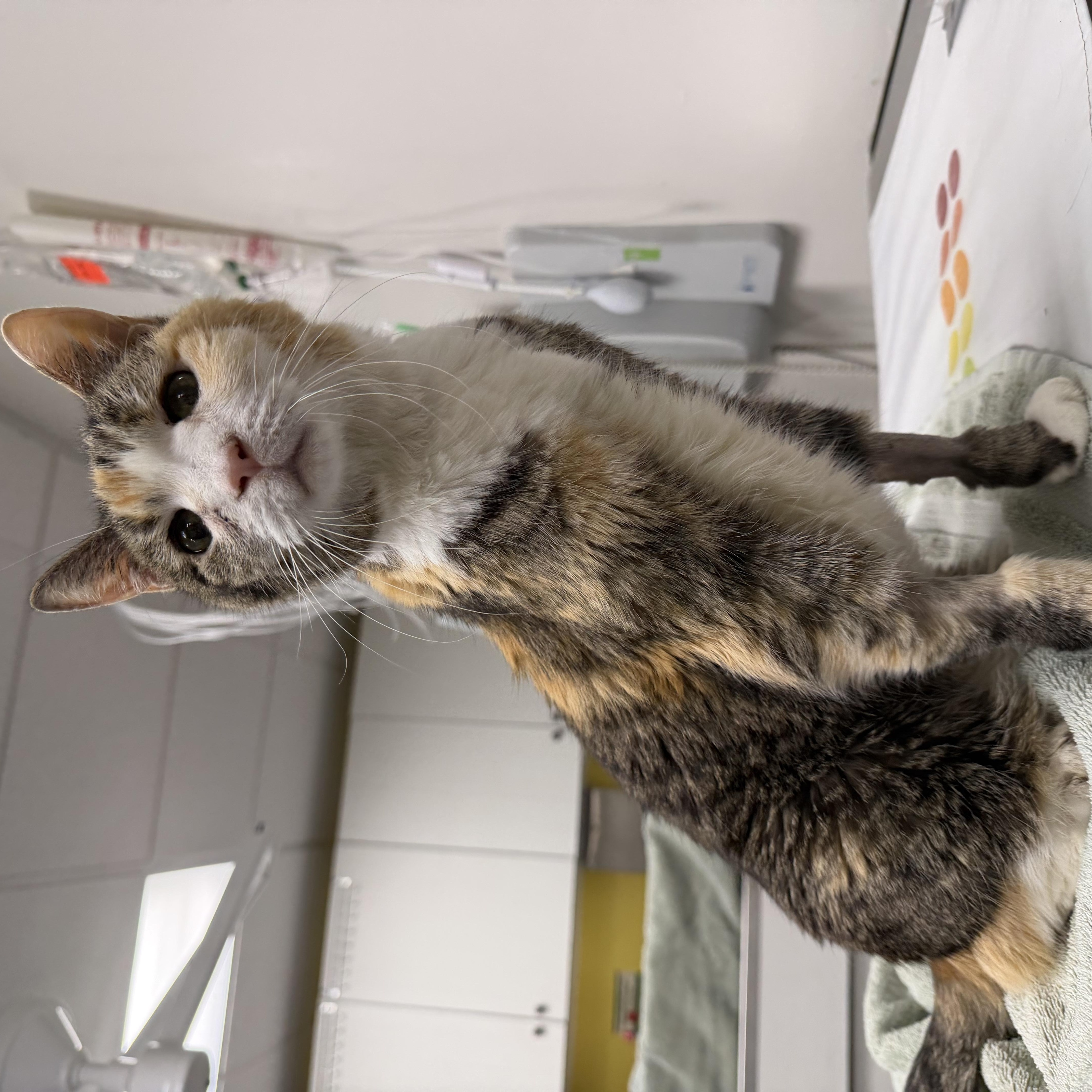 Alaska, a ADOPTABLE Domestic Short Hair in Philadelphia, PA image 5/6