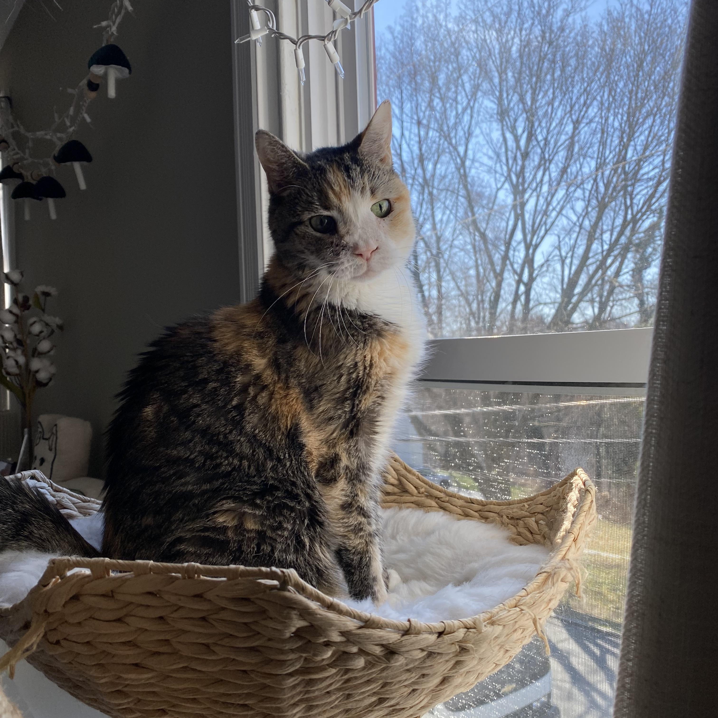 Alaska, a ADOPTABLE Domestic Short Hair in Philadelphia, PA image 3/6