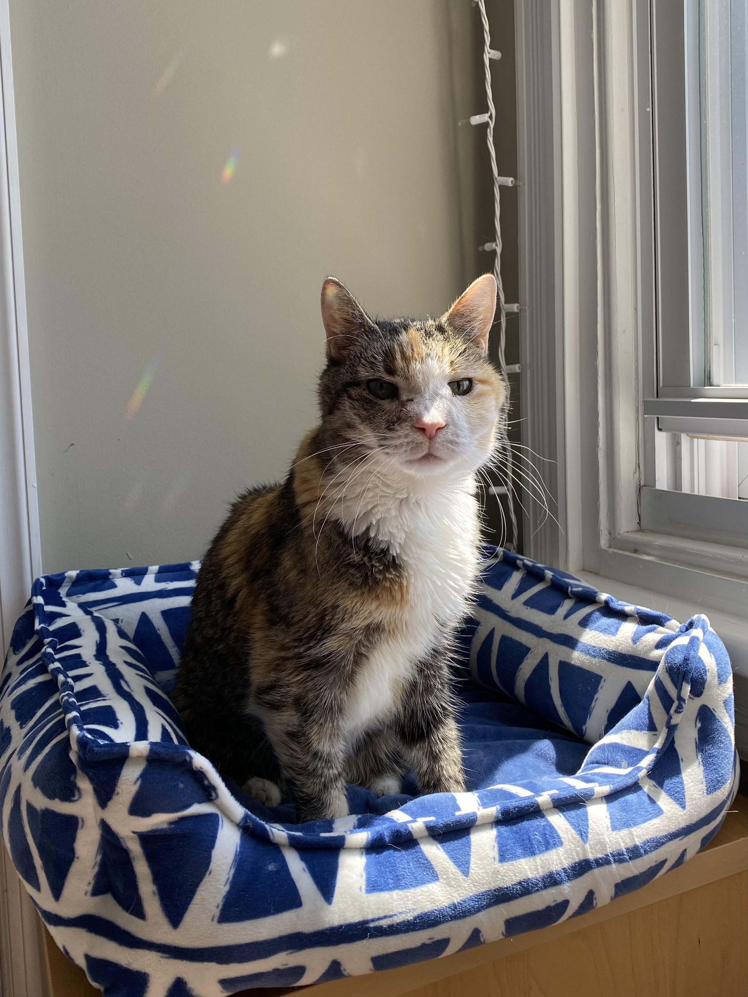 Alaska, a ADOPTABLE Domestic Short Hair in Philadelphia, PA image 2/6