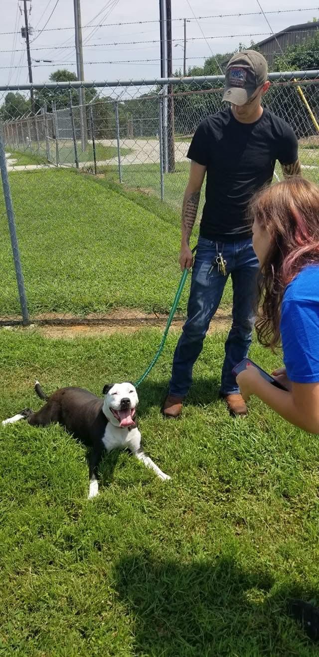 Enlarge Luna, a Adoptable mixed breed in Gainesville, GA image 4/4