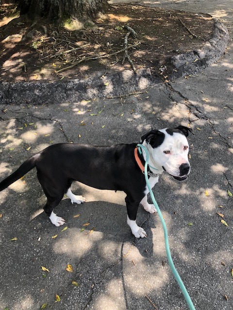Luna, a Adoptable mixed breed in Gainesville, GA image 1/6