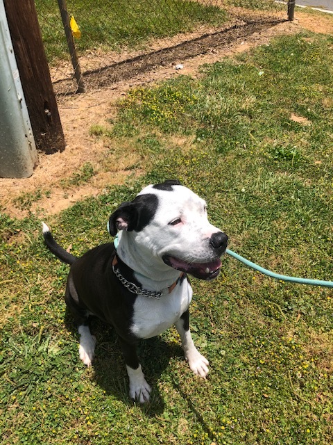 Luna, a Adoptable mixed breed in Gainesville, GA image 3/6