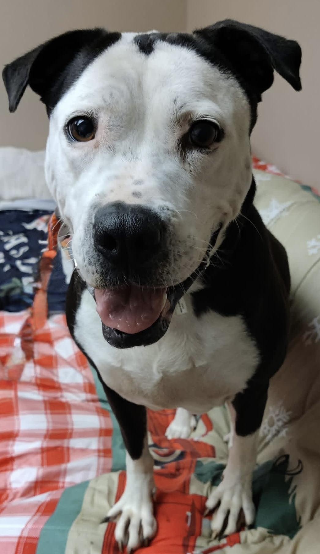 Enlarge Luna, a Adoptable mixed breed in Gainesville, GA image 3/4
