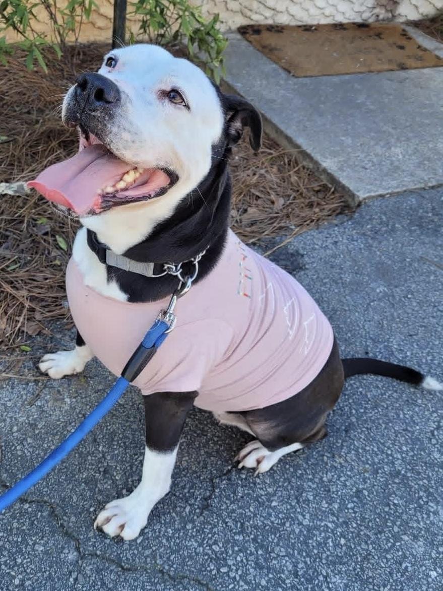 Luna, Adoptable, Adult Female Boxer & Husky.