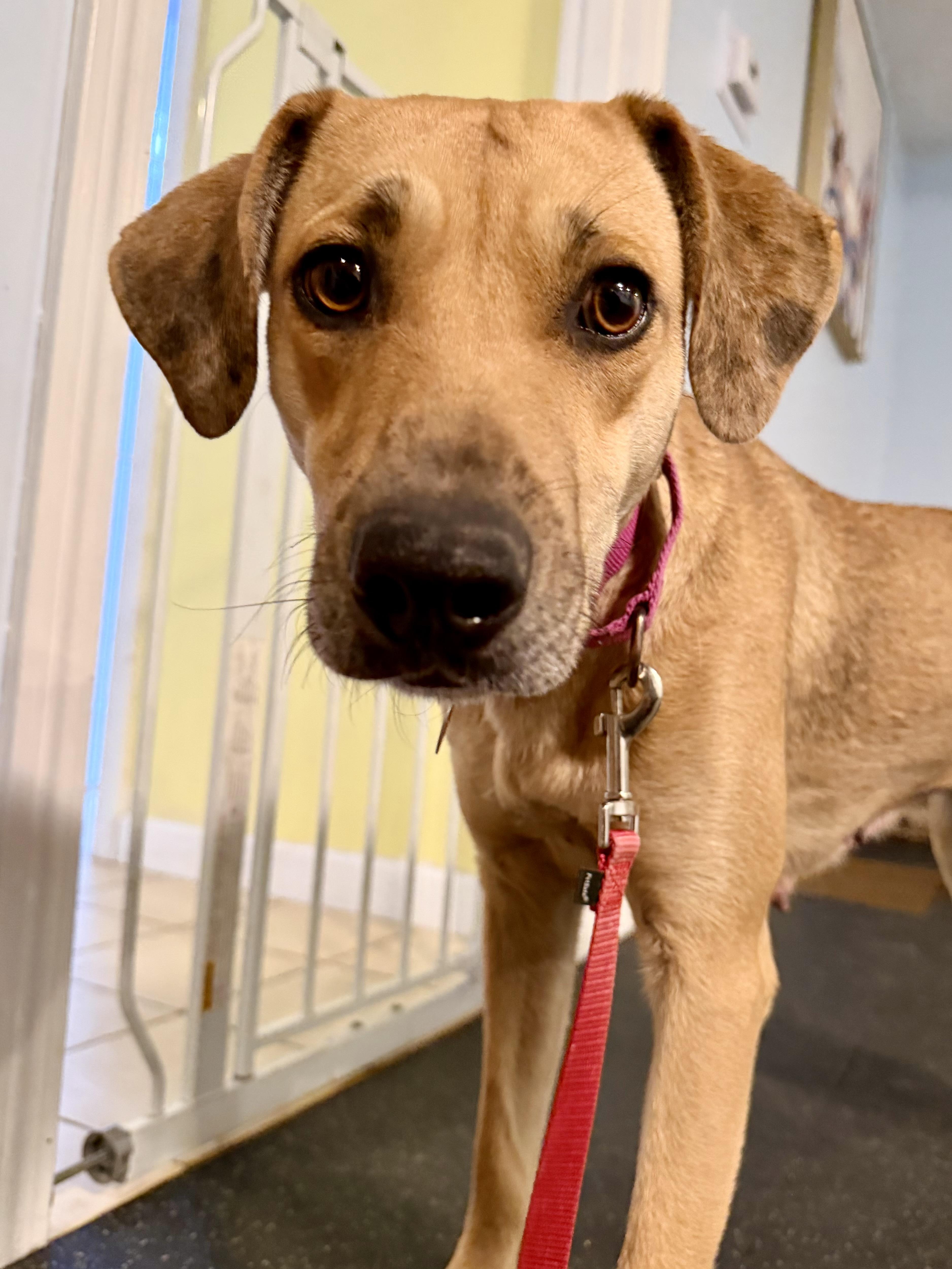 Magnolia, Adoptable, Adult Female Mountain Cur & Hound.