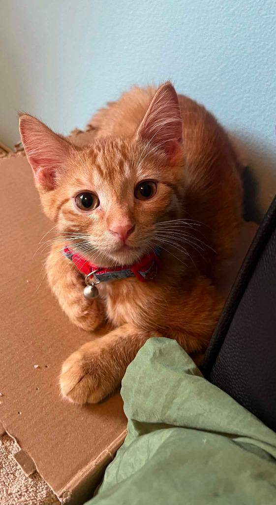 Enlarge Telemachus 'Tele', a Adoptable mixed breed in Urbandale, IA image 1/2