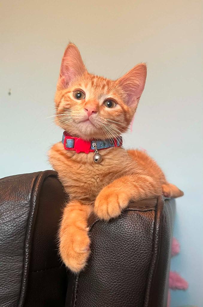 Enlarge Telemachus 'Tele', a Adoptable mixed breed in Urbandale, IA image 2/2