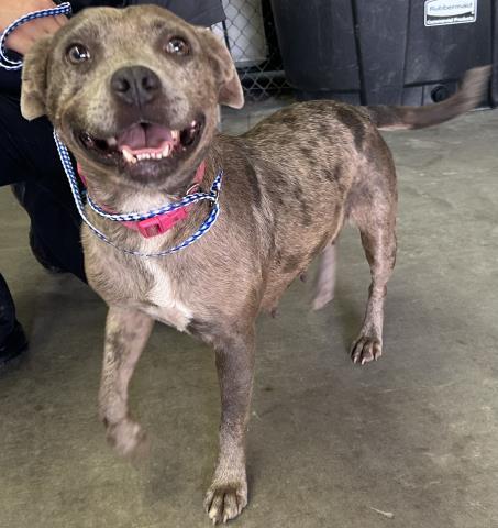 CAMMI, Adoptable, Young Female Mixed Breed.