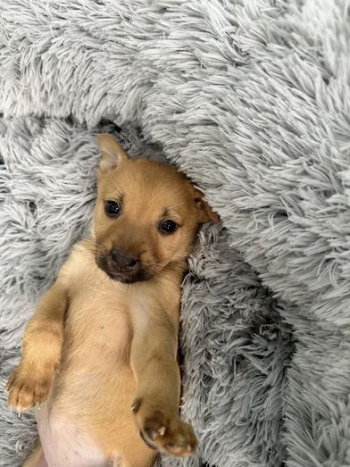 Jasmine — thumbnail 4