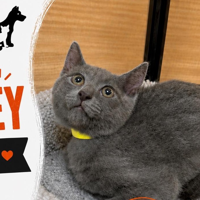Conley, an adoptable Domestic Short Hair in atlanta, GA image 3/3