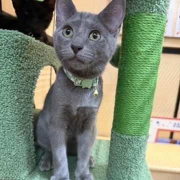 Conley, an adoptable Domestic Short Hair in atlanta, GA image 2/3
