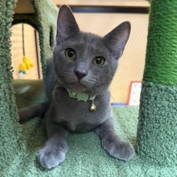 Conley, adoptable, Kitten Male Domestic Short Hair.