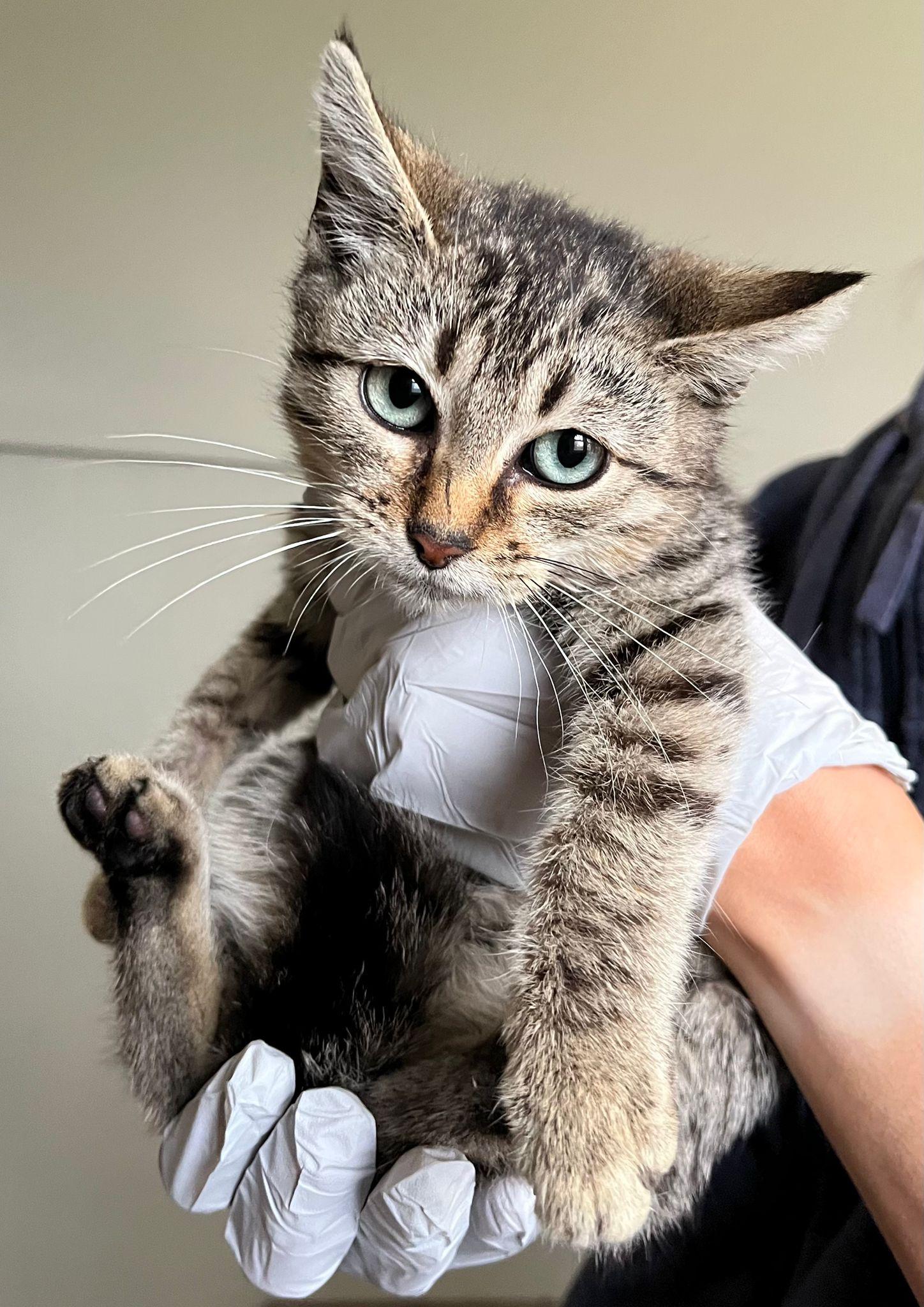 Ada, ADOPTABLE, Kitten Female Tabby.