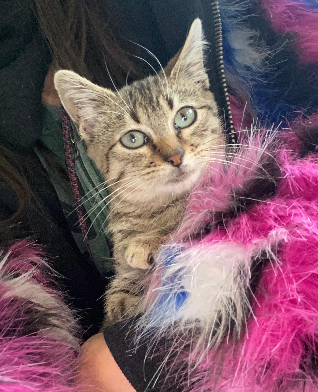 Enlarge Ada, a ADOPTABLE Tabby in Indianapolis, IN image 3/4