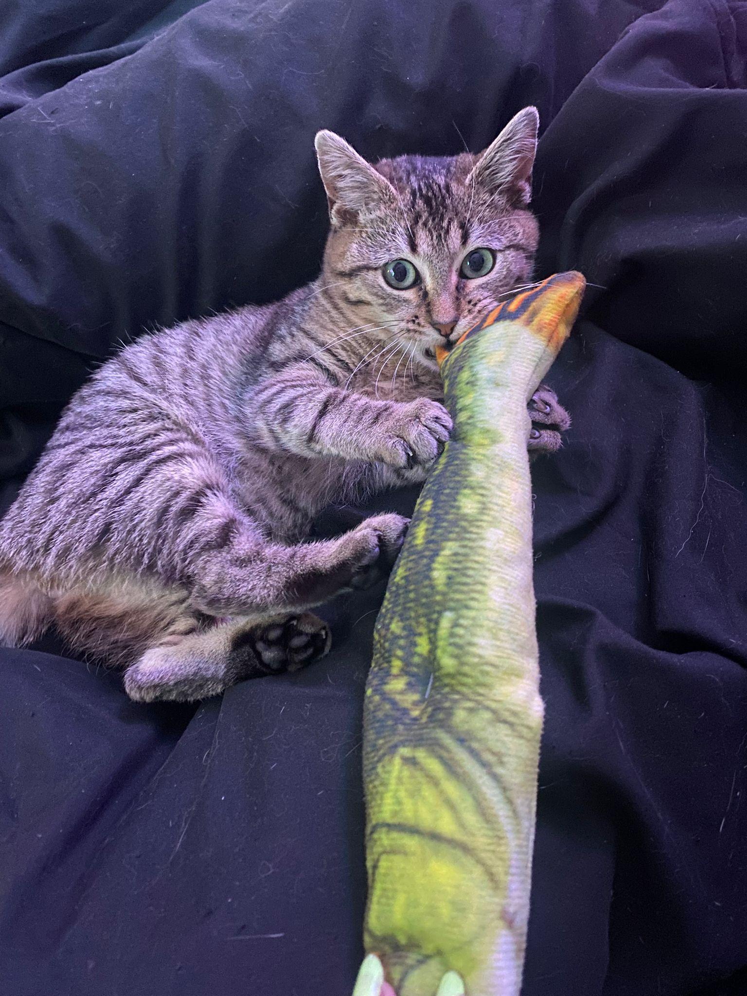 Enlarge Ada, a ADOPTABLE Tabby in Indianapolis, IN image 2/4