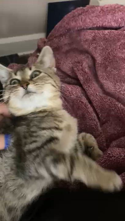 Enlarge Ada, a ADOPTABLE Tabby in Indianapolis, IN video 4/4