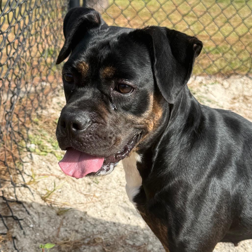 Enlarge Luna, a Adoptable Boxer in Port Charlotte, FL image 1/1