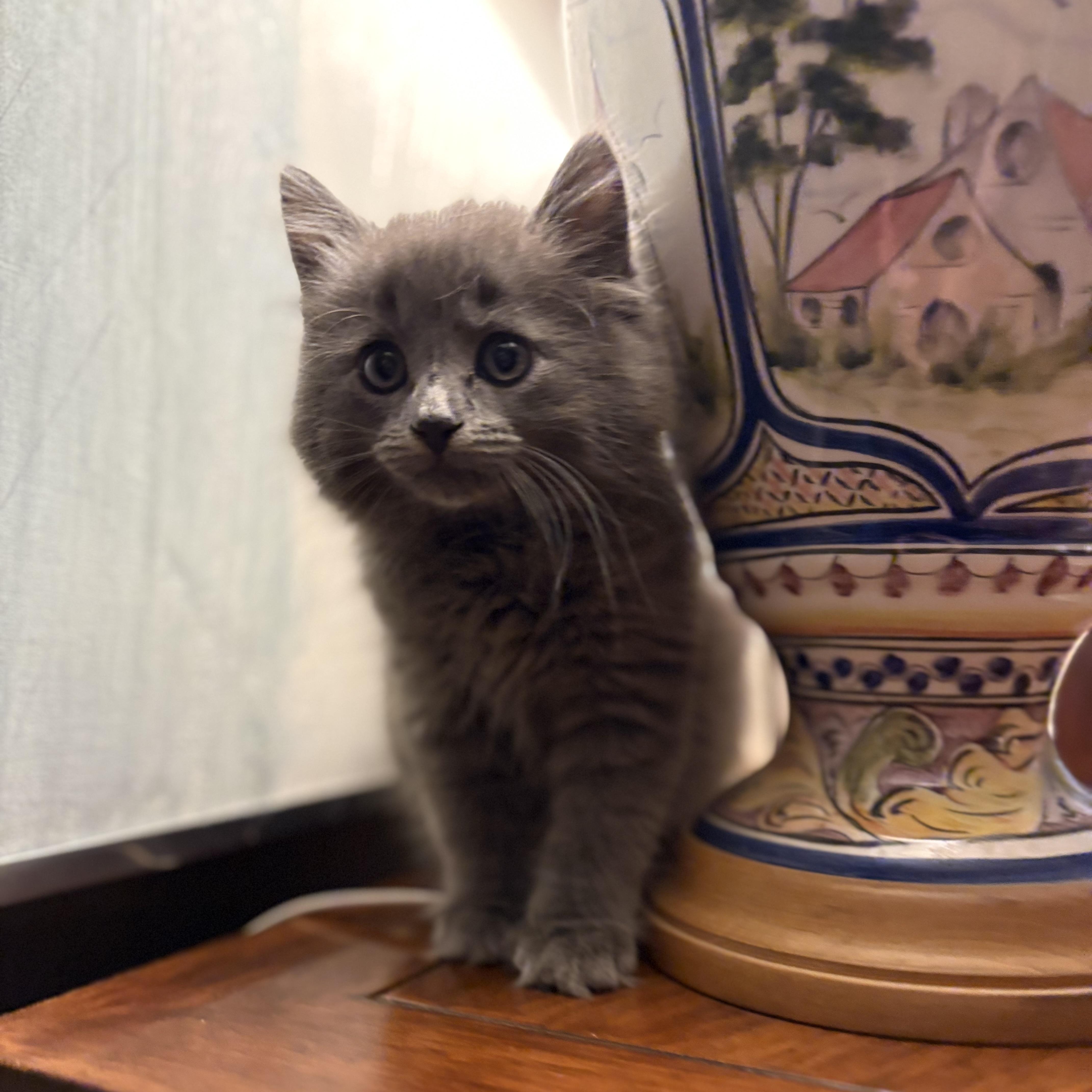 Dreamy Denim, an adopted Domestic Medium Hair in Avon, CT image 3/3