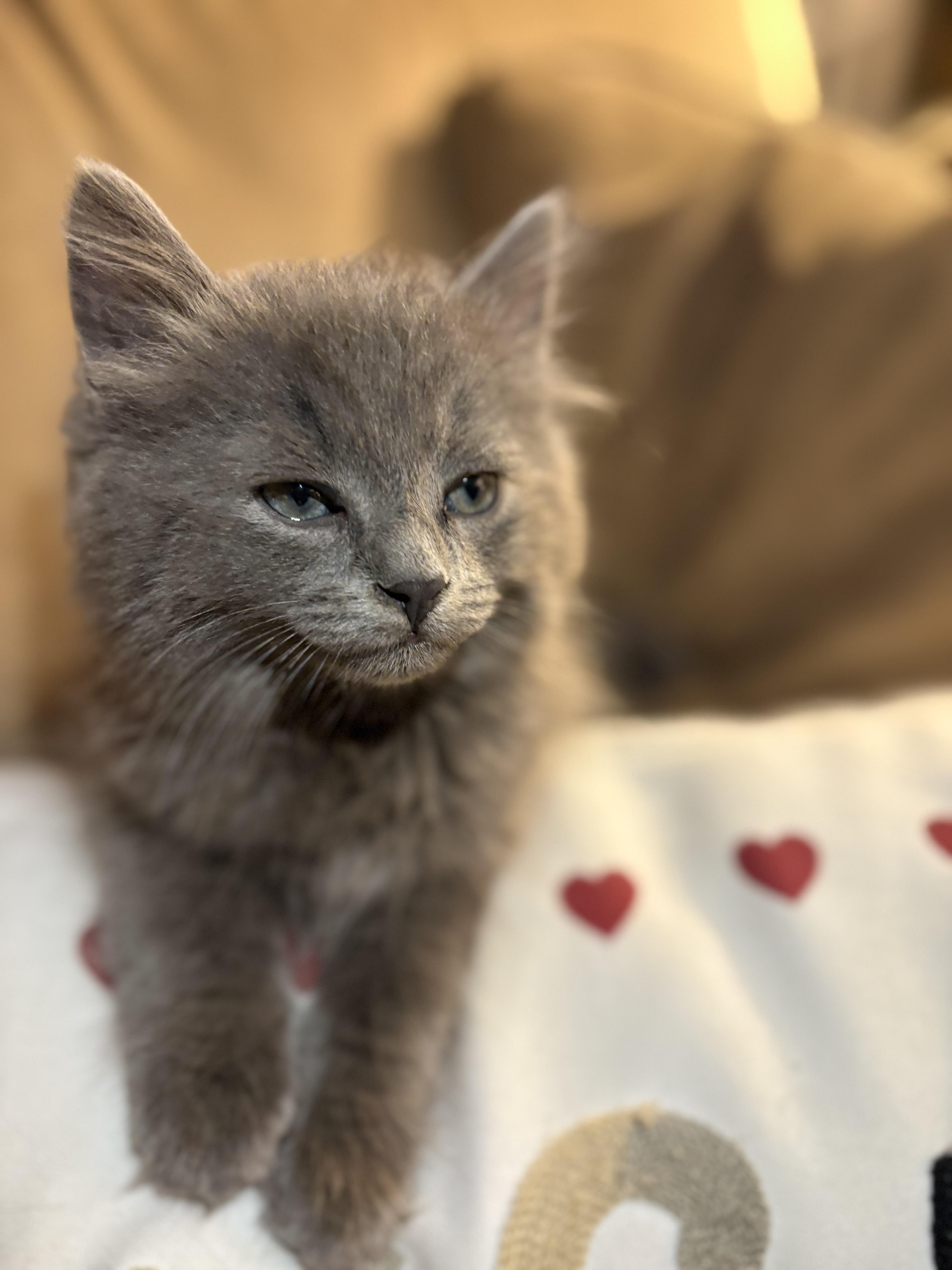Dreamy Denim, an adopted Domestic Medium Hair in Avon, CT image 2/3