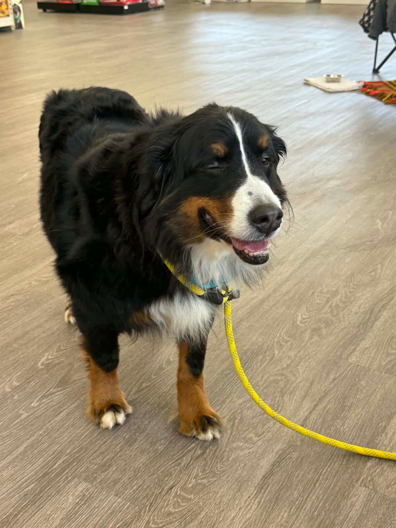 Enlarge Little Debbie, a ADOPTABLE Bernese Mountain Dog in North Olmsted, OH image 3/3
