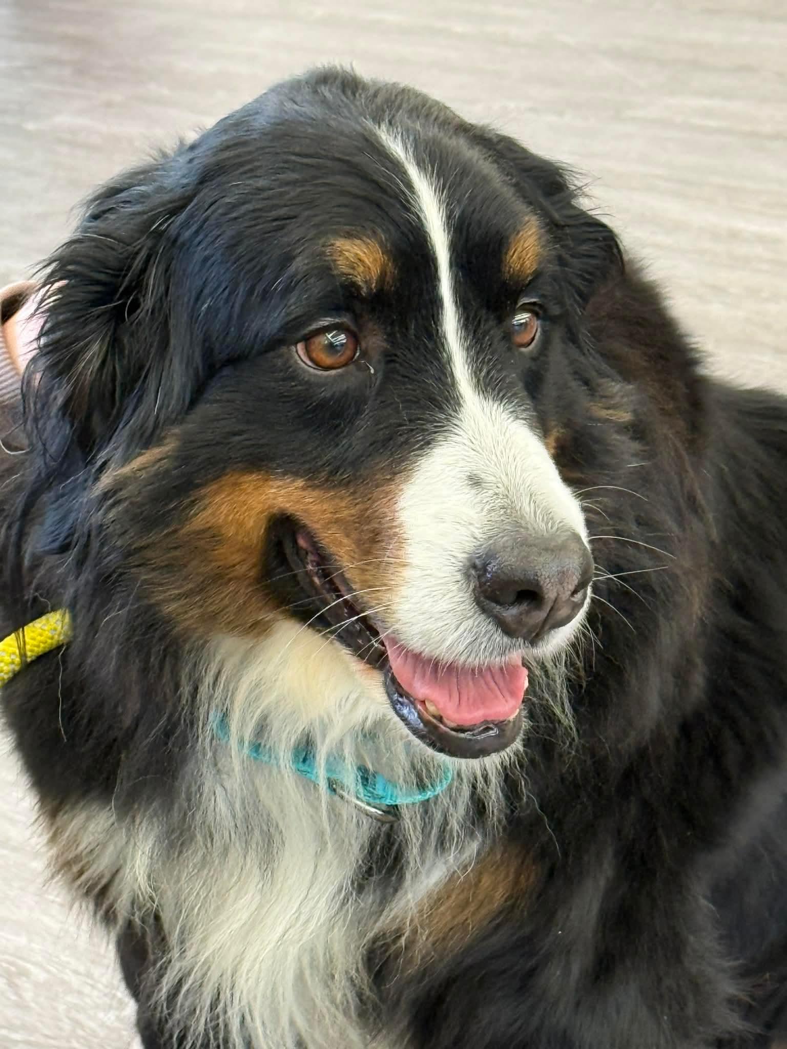 Enlarge Little Debbie, a ADOPTABLE Bernese Mountain Dog in North Olmsted, OH image 1/3