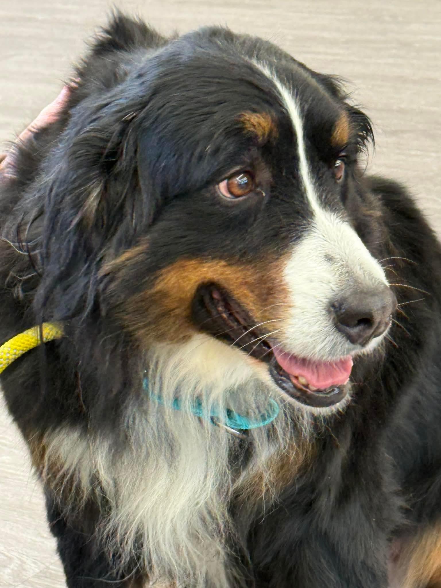 Enlarge Little Debbie, a ADOPTABLE Bernese Mountain Dog in North Olmsted, OH image 2/3