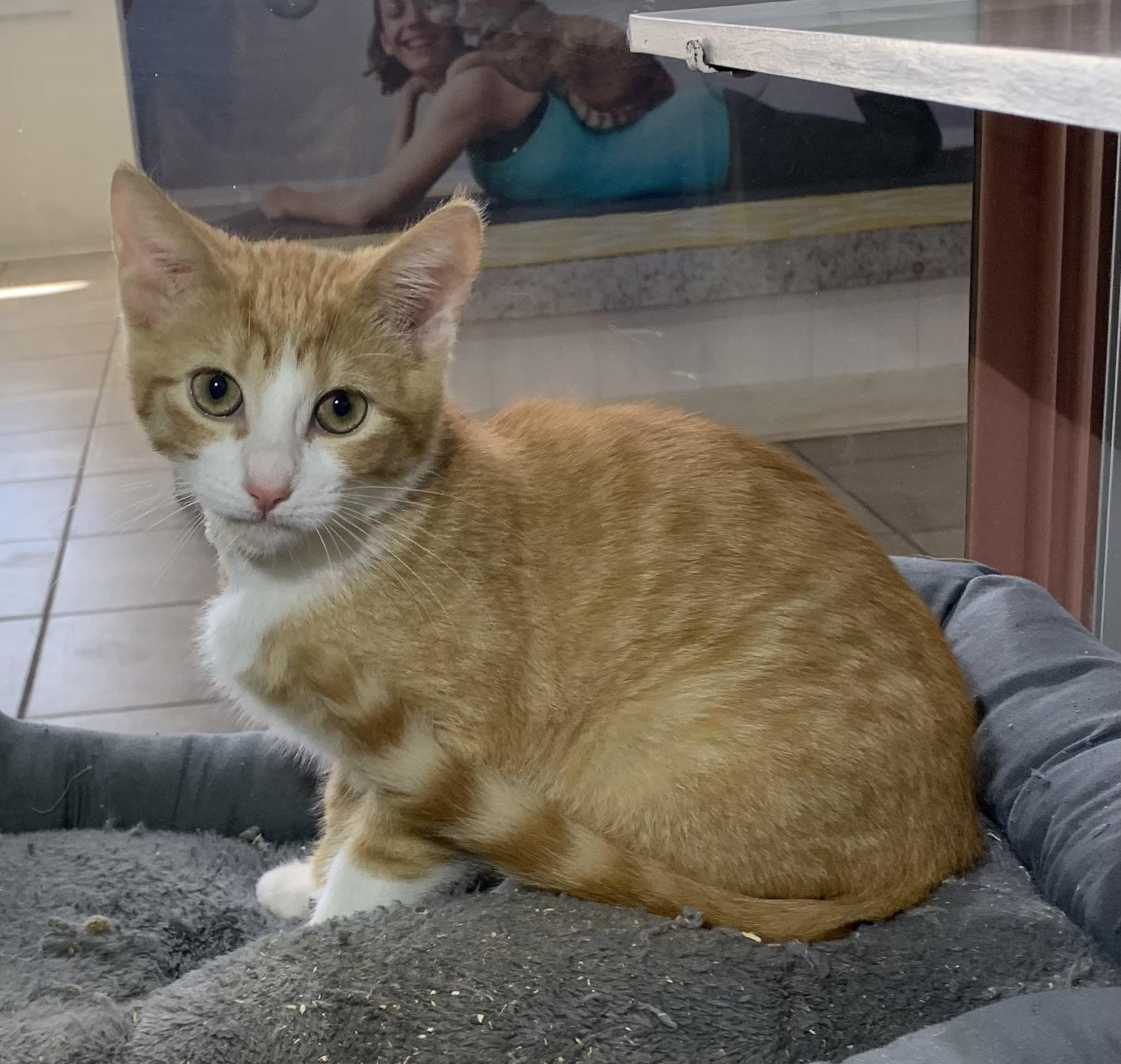 Ernesto, Adoptable, Young Male Domestic Short Hair.