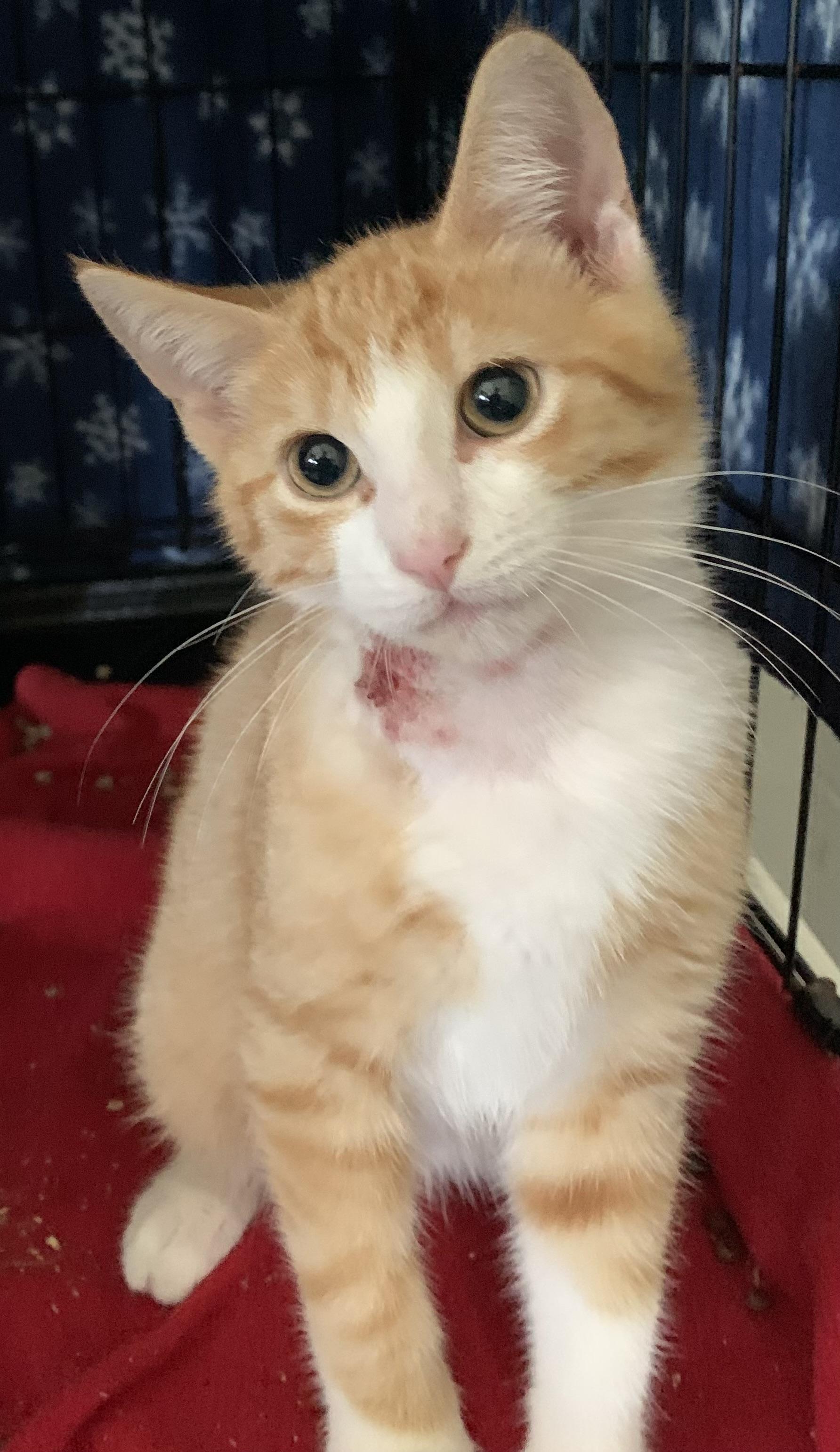 Ernesto, Adoptable, Young Male Domestic Short Hair.