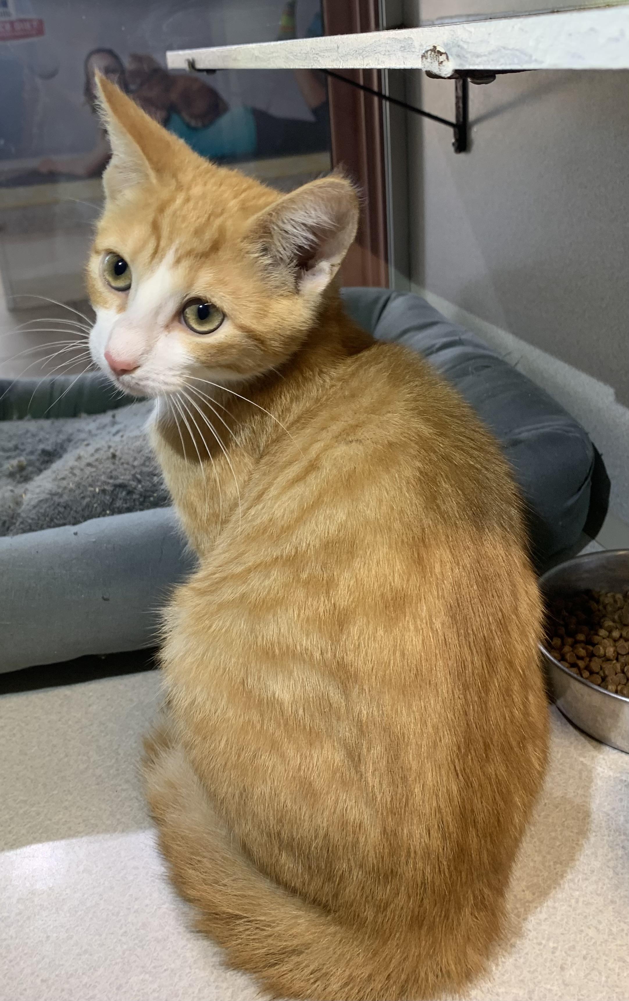 Enlarge Ernesto, a Adopted mixed breed in Massena, NY image 3/4