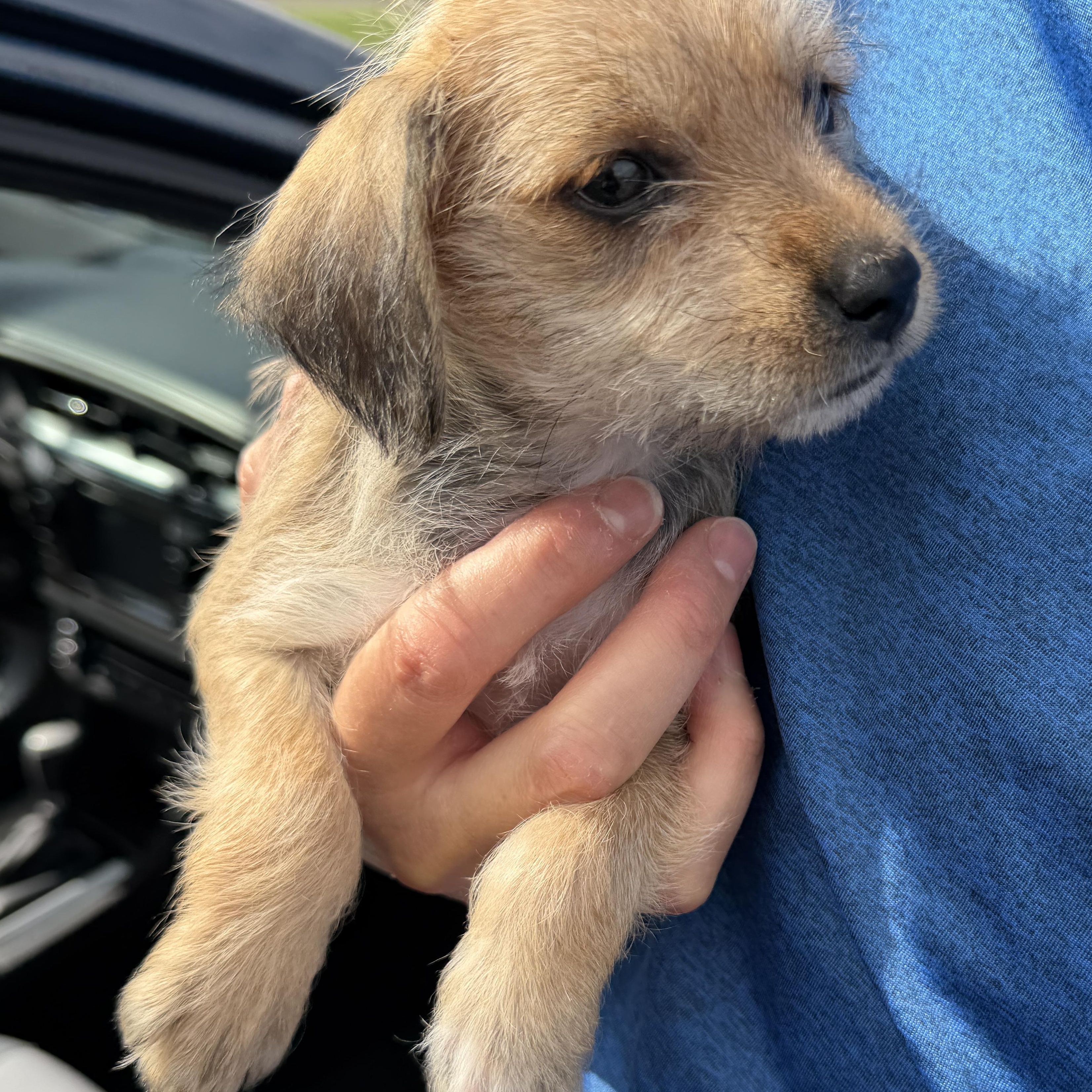 Enlarge Sadie, an adopted mixed breed in McAllen, TX image 3/3