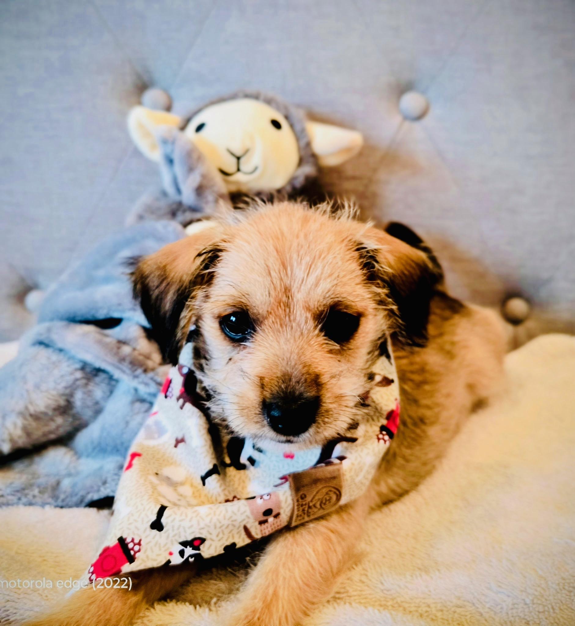 Enlarge Sadie, an adopted mixed breed in McAllen, TX image 1/3