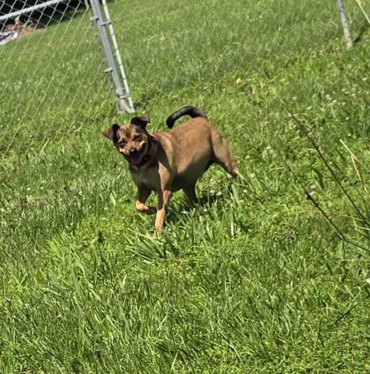 Enlarge Cocoa -24 lbs, a Adoptable mixed breed image 2/5