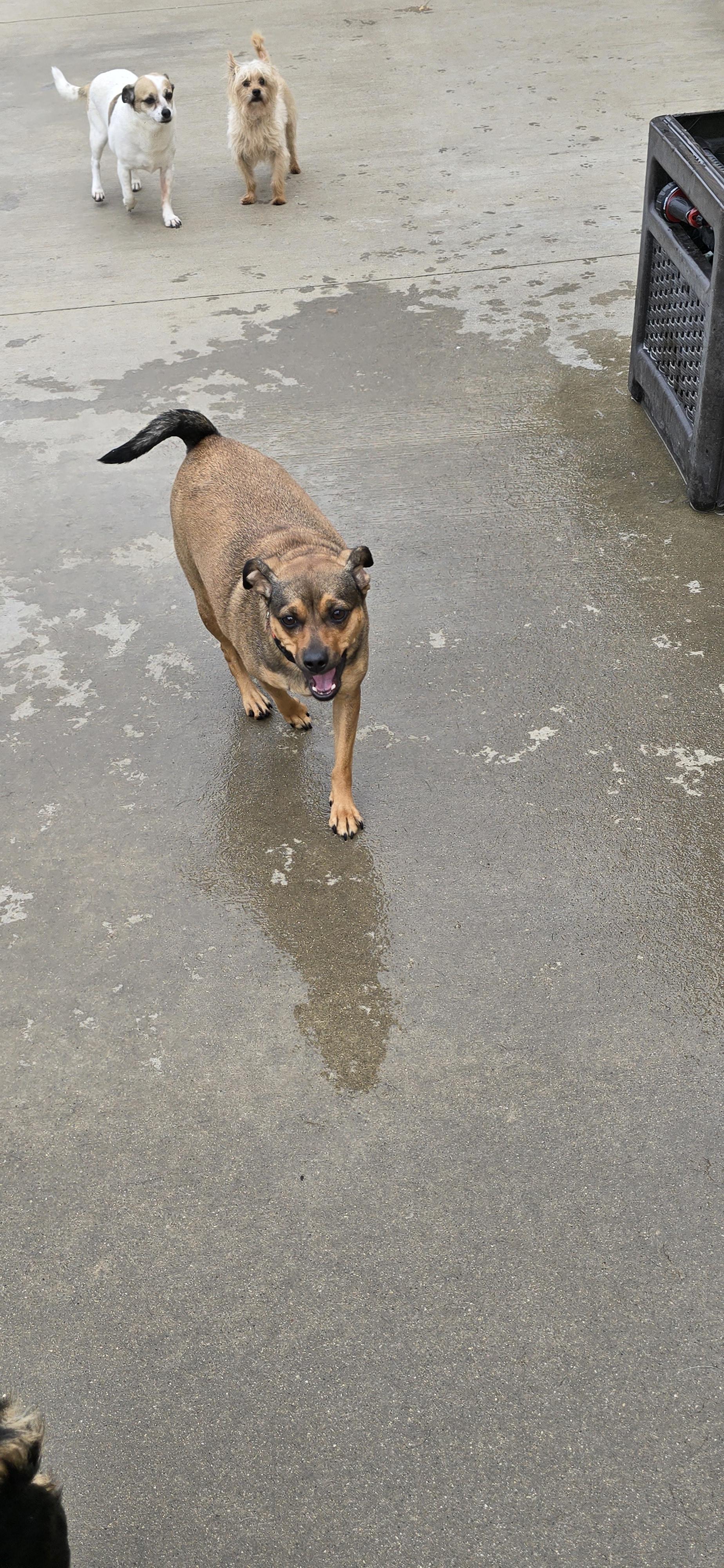 Enlarge Cocoa -24 lbs, a Adoptable mixed breed image 3/5