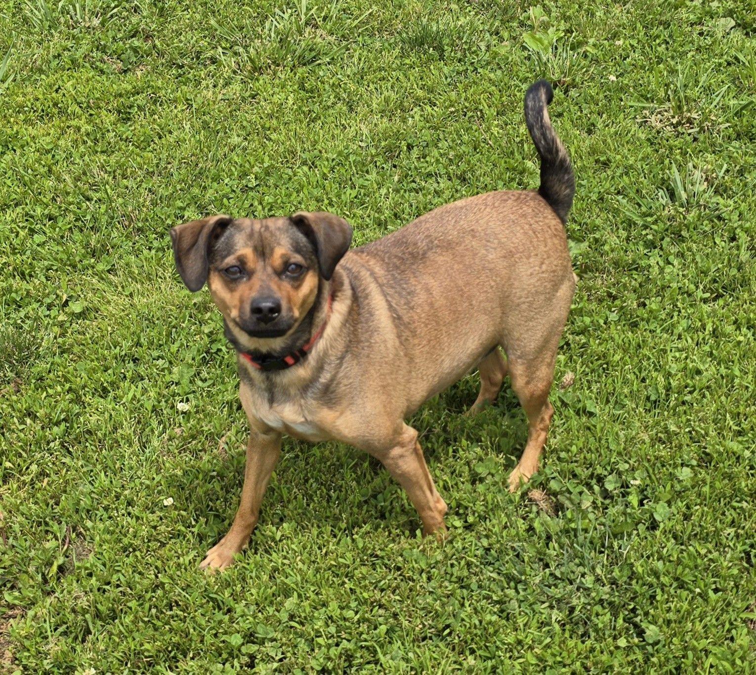 Enlarge Cocoa -24 lbs, a Adoptable mixed breed image 1/5