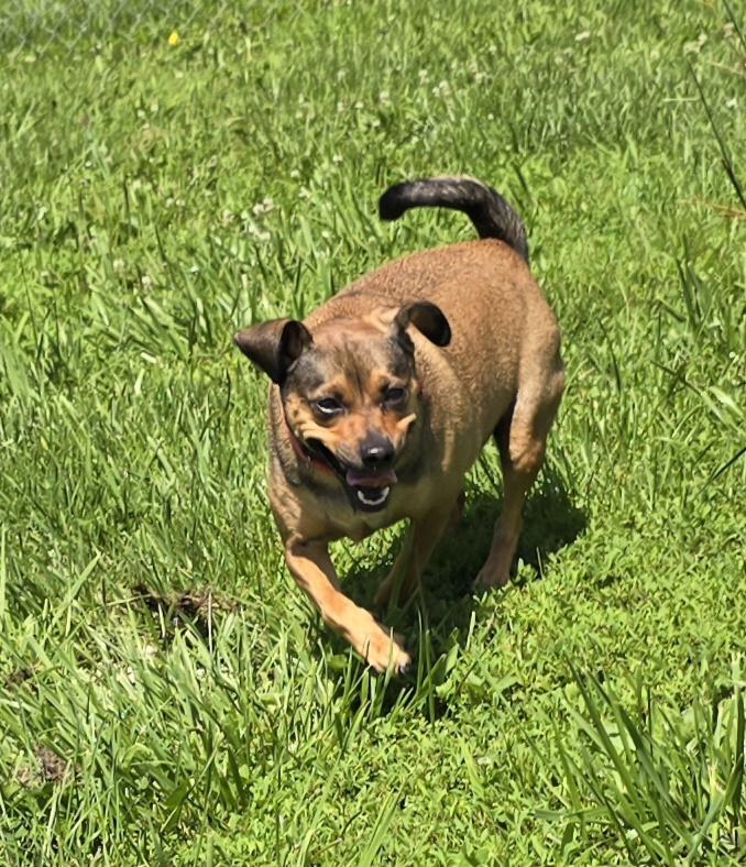 Enlarge Cocoa -24 lbs, a Adoptable mixed breed image 4/5