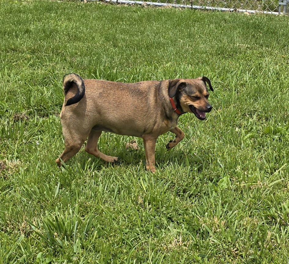 Enlarge Cocoa -24 lbs, a Adoptable mixed breed image 5/5