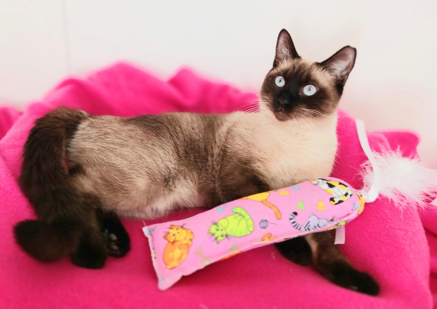 Enlarge Coco Seraphina Skye, an adopted mixed breed in Mesa, AZ image 2/3