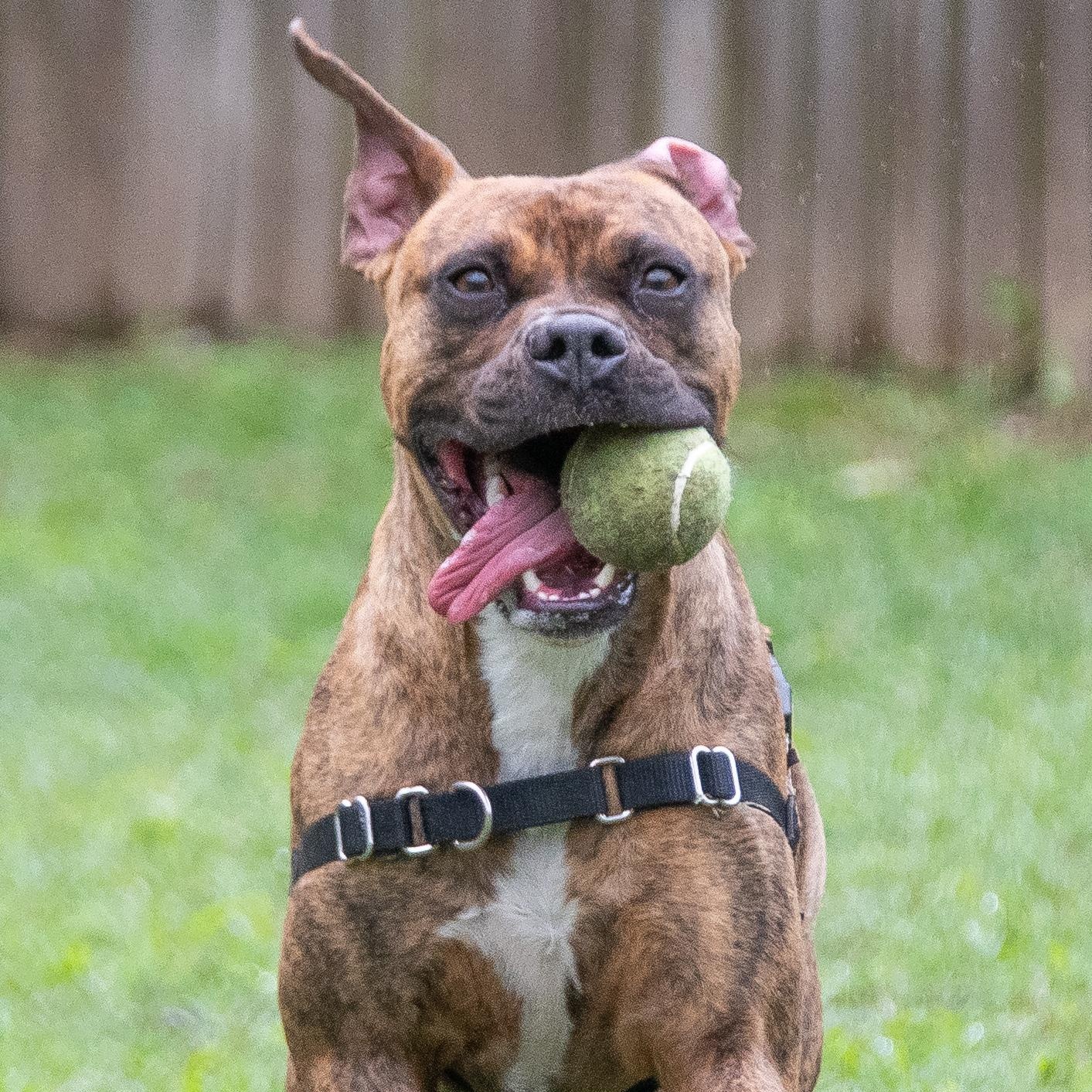 Tigger, a Adoptable Boxer in Midlothian, VA image 1/4
