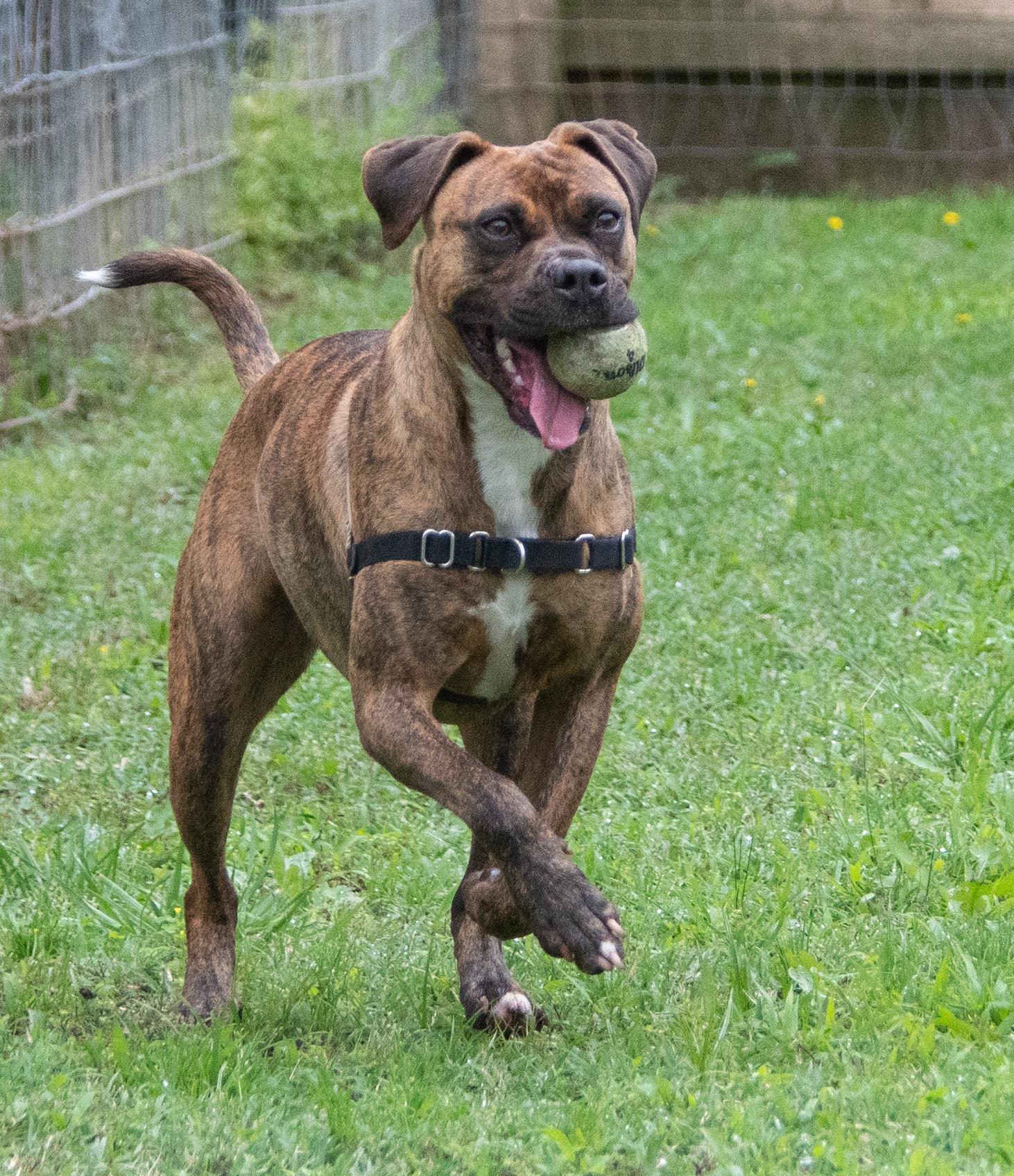 Tigger, a Adoptable Boxer in Midlothian, VA image 3/4