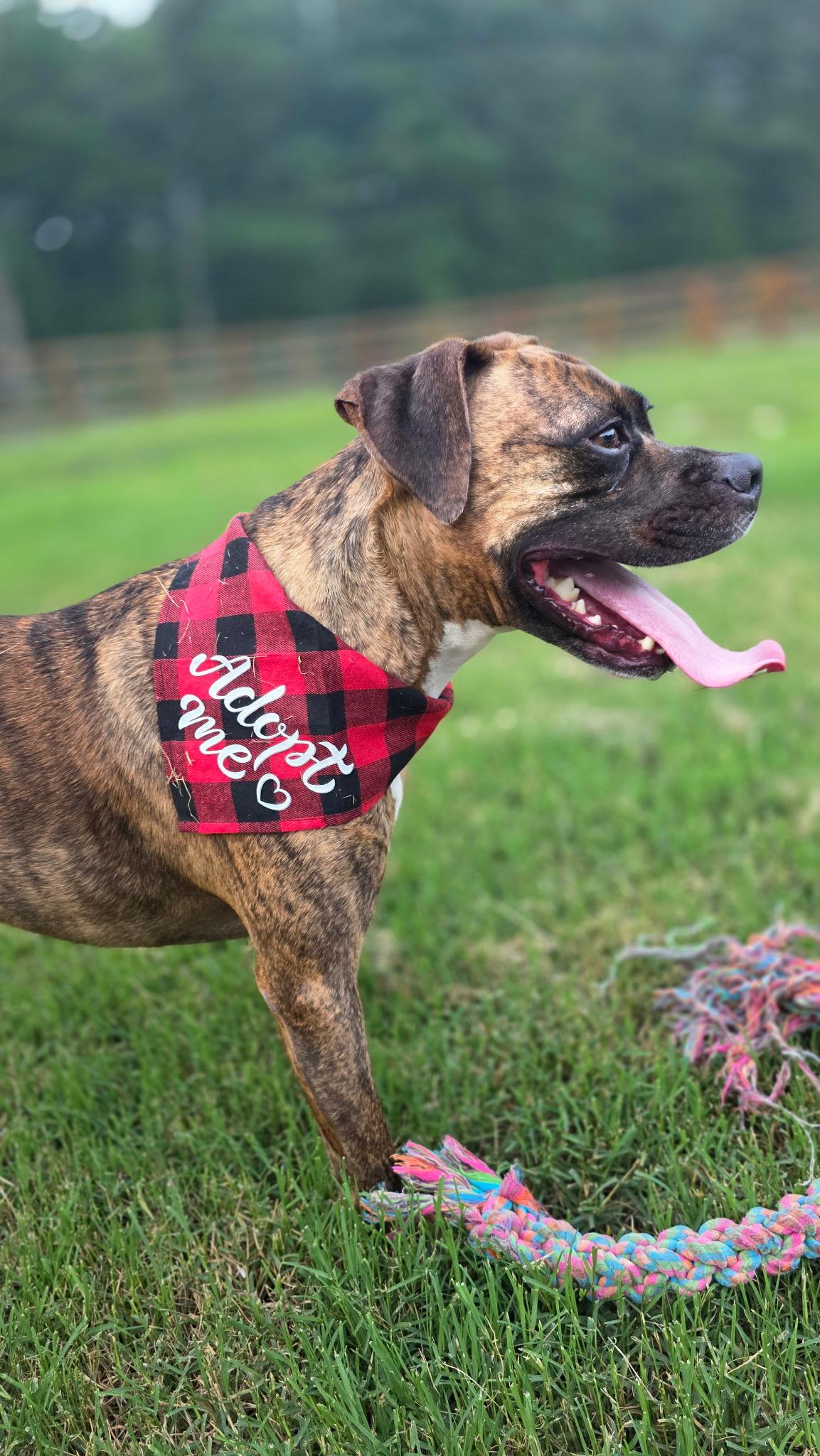 Tigger, a Adoptable Boxer in Midlothian, VA image 4/4