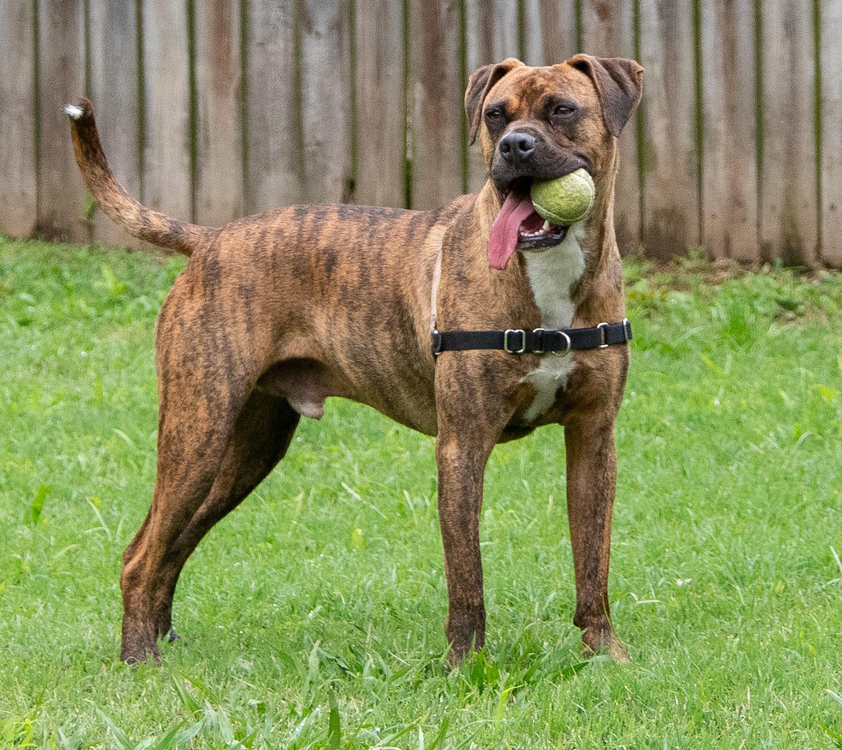 Tigger, a Adoptable Boxer in Midlothian, VA image 2/4