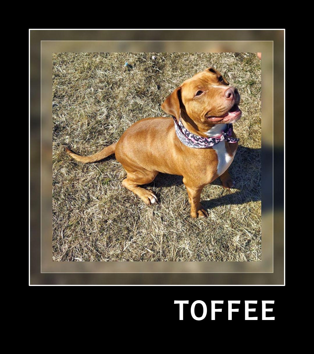 Toffee photo 4