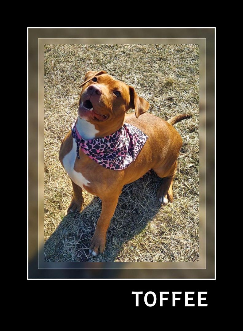Toffee photo 2
