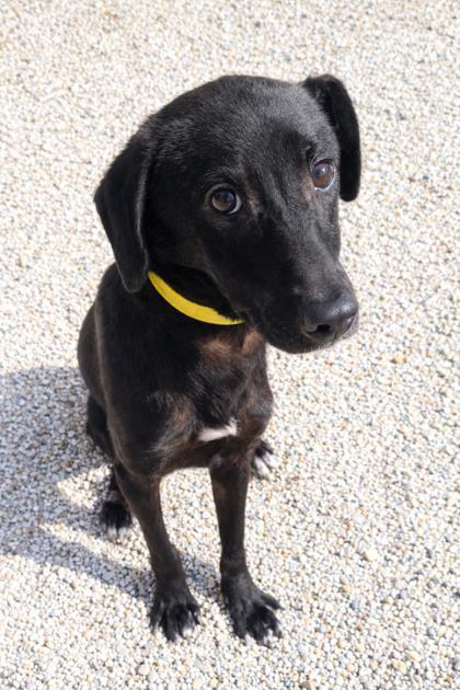 Lexie, Adoptable, Adult Female Labrador Retriever & Mixed Breed.